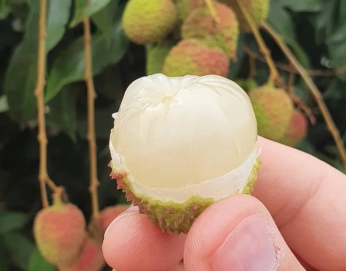 Taiwanese Yu Ho Bao  Hot-Selling in New Zealand: Steaming and Refrigeration Technology Maintains Delicious Flavor