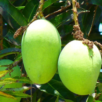 Jinhuang Mango金煌芒果