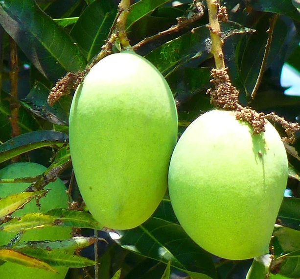 Jinhuang Mango金煌芒果