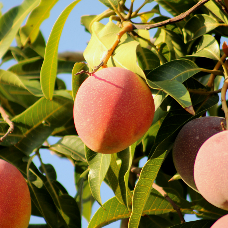 Irwin Mango愛文芒果